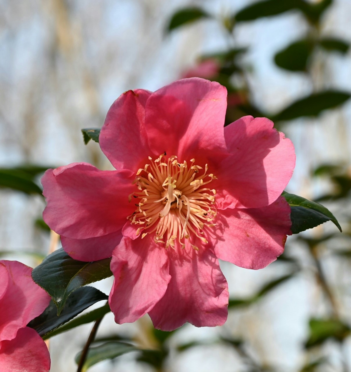 C. x williamsii 'Elizabeth Bolitho'